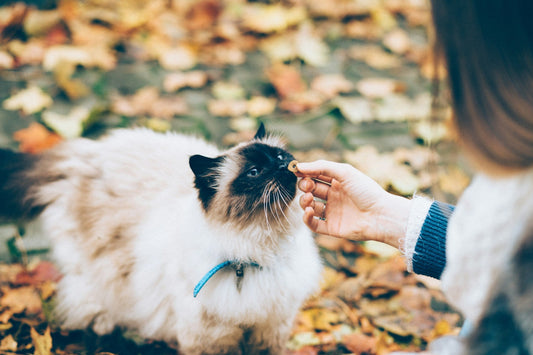 Essential Tips for First-Time Pet Owners
