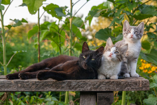 Top 10 Must-Have Pet Products for New Pet Parents