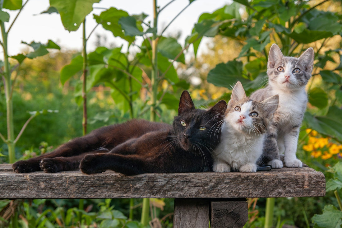 Top 10 Must-Have Pet Products for New Pet Parents