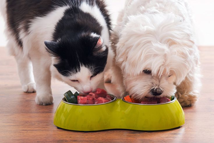 Pet Foods & Treats