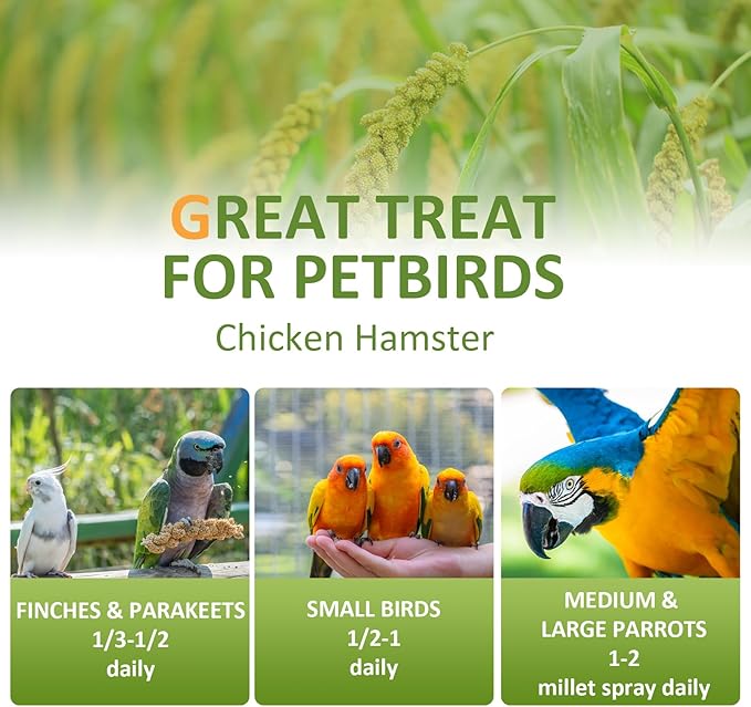 2LB Millet Spray for Birds Parakeets Treats - All Natural Sun-Dried Spray Millet for Parakeets, Cockatiel, Budgie, Finches, Parrots, Hamster, 100% Non GMO Dried Fresh Bird Seed